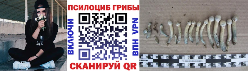 Псилоцибиновые грибы GOLDEN TEACHER  наркота  Казань 